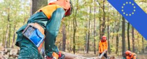 EUDR Due Diligence Statements: An Essential Guide