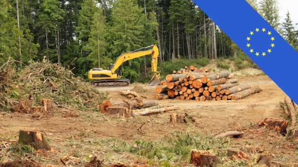EUDR Certification Schemes