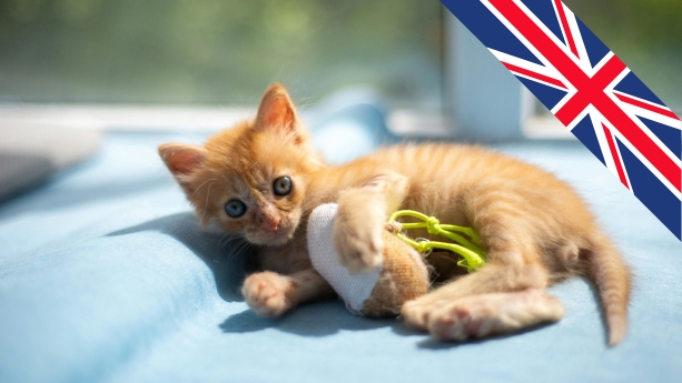 Pet Product Regulations in the UK: A Practical Guide Pet Product Regulations in the UK: A Practical Guide